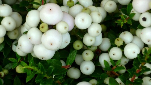 Lower bush ornamental plant