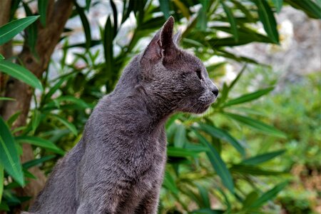 Portrait pet mammal