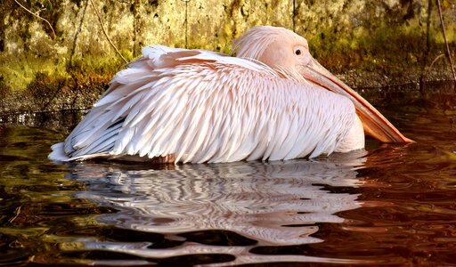 Birds animal plumage