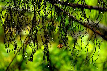 Growth tree butterfly