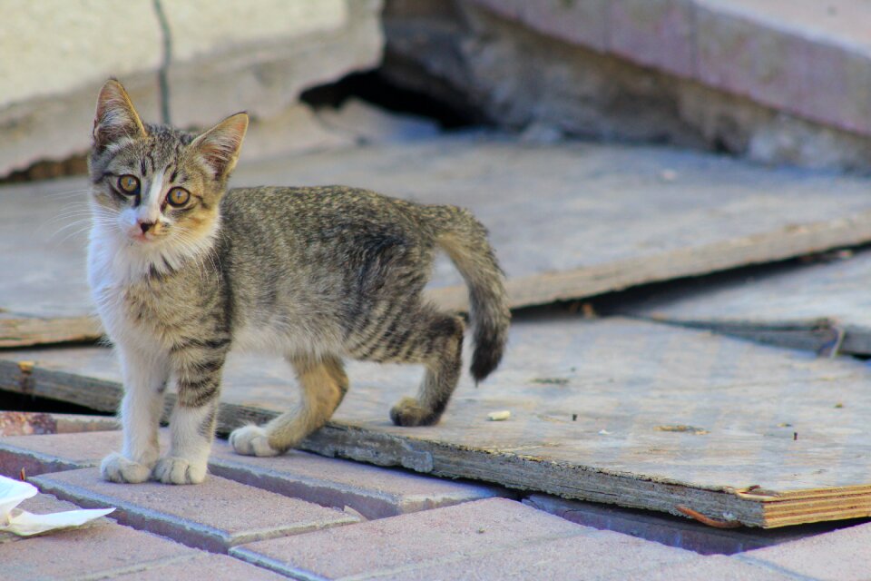 Animal domestic kitty