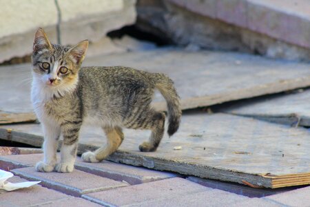 Animal domestic kitty