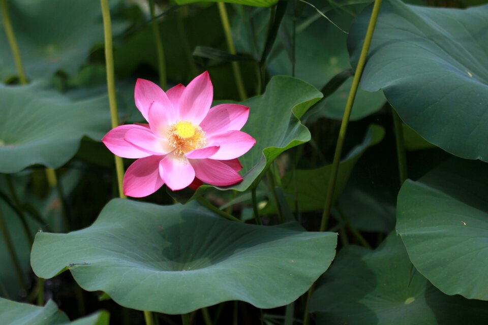 Leaf flowers nature