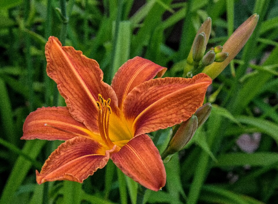 Flower blossomed lilies photo