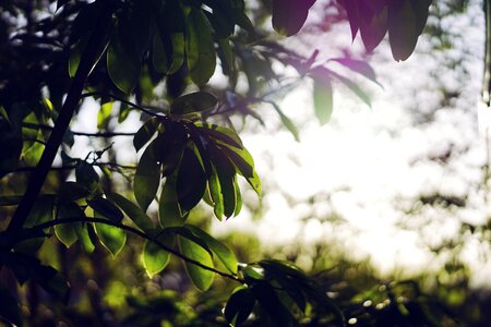 Branches leaves light