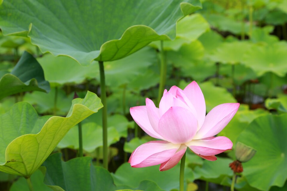Leaf flowers nature