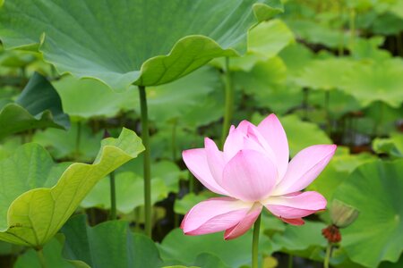 Leaf flowers nature photo