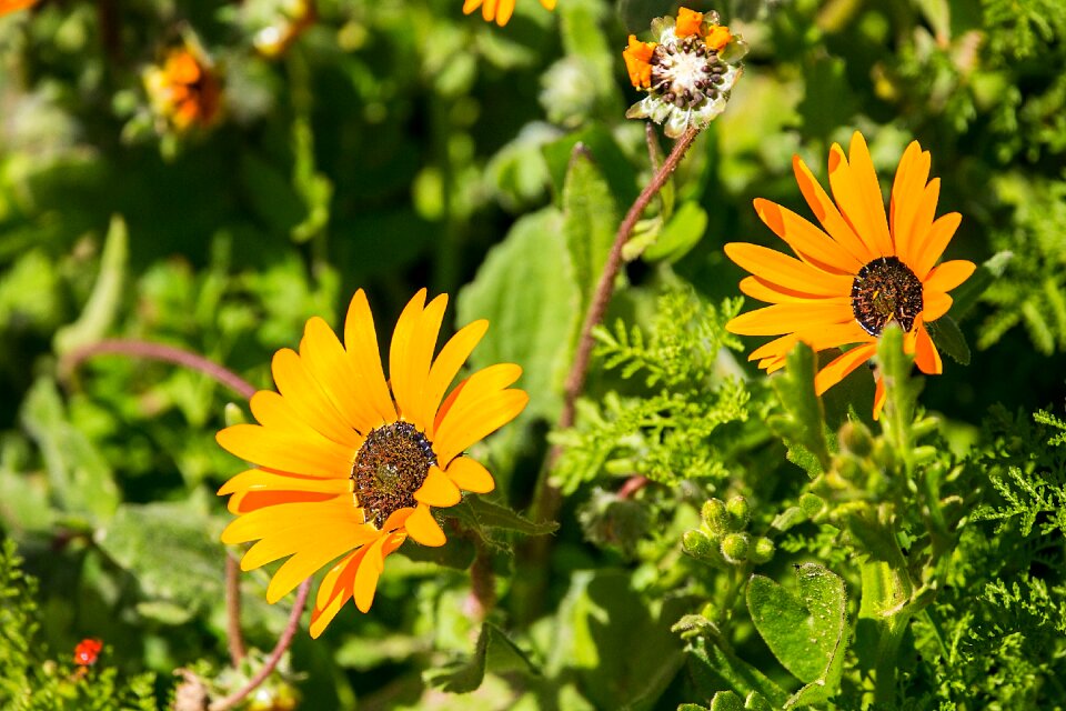 Orange spring nature