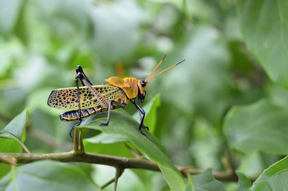 Nature green grasshopper