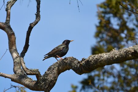 Animal life outdoor wing photo