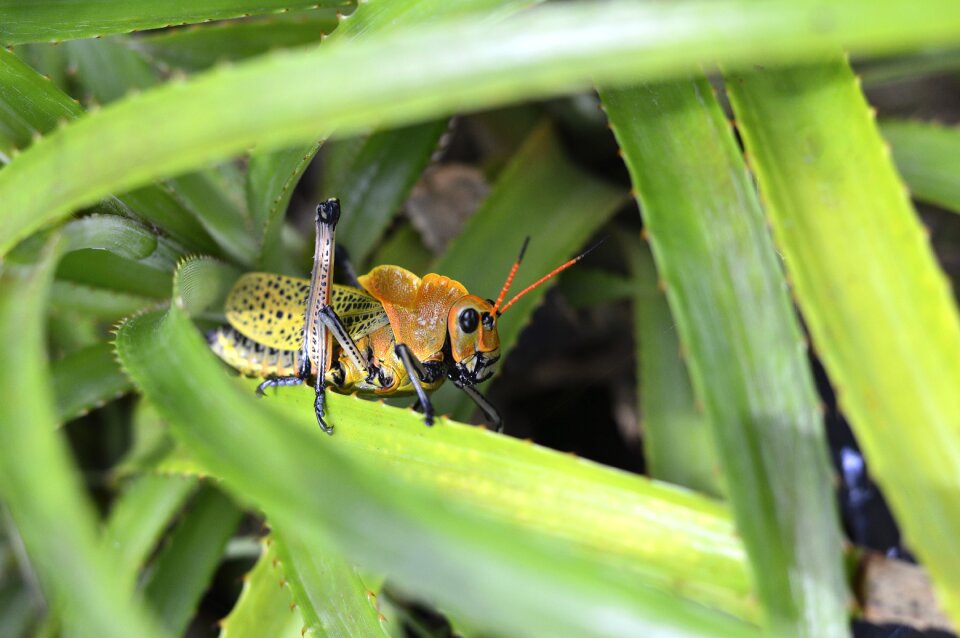 Nature green grasshopper