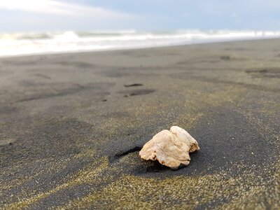 Shell beach sea shell