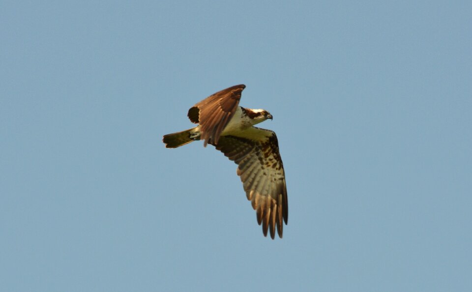Flight animals wing