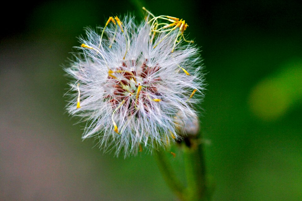 Nature flower flora