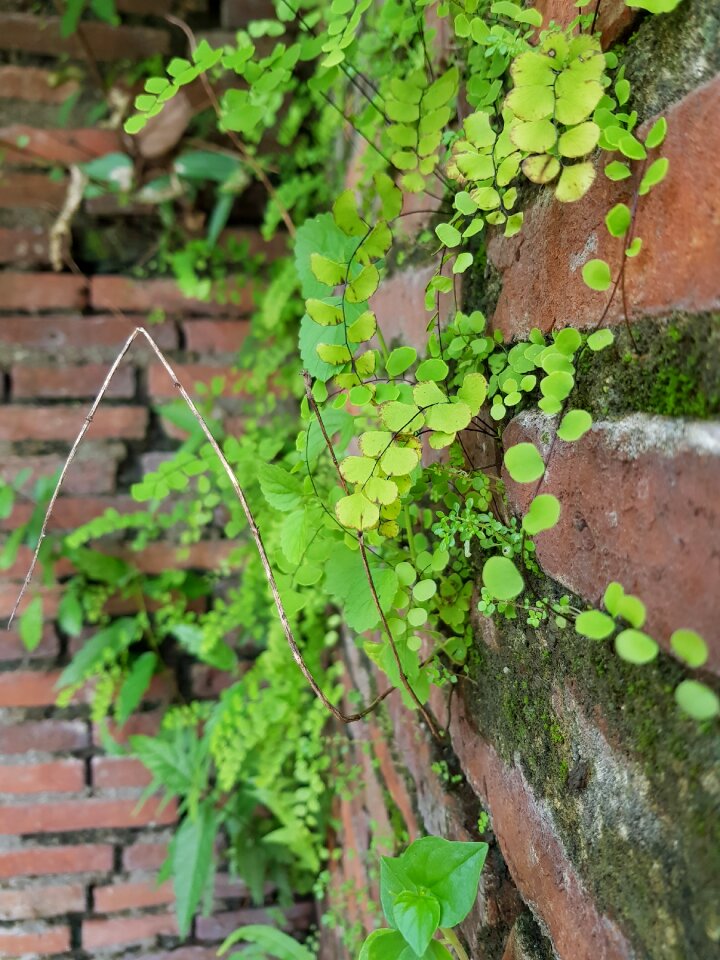 Bricks nature green