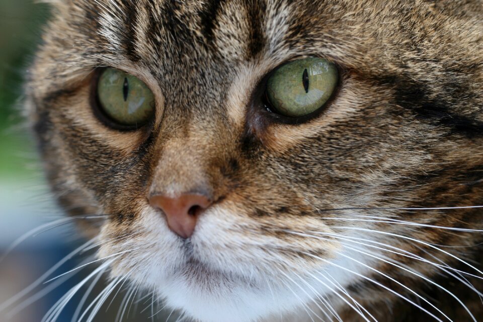 Mammals cute portrait