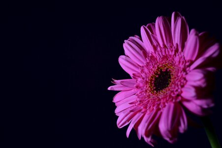 Gift floral spring