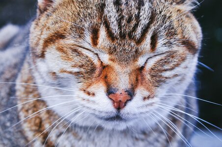 Whiskers snout fur photo