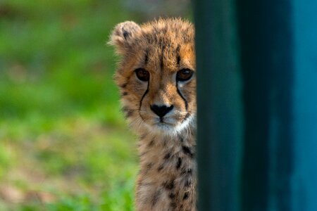 Nature animal cheetah photo