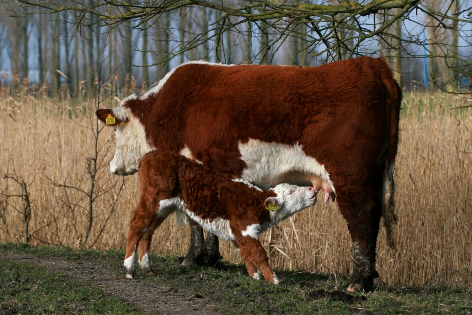 Beef animal kingdom herford cattle