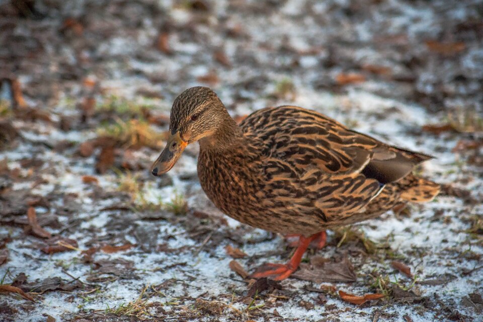 Plumage winter nature