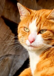 Cat face moustache cat's eyes photo