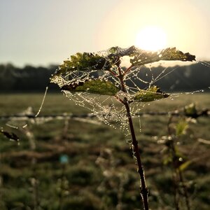 Leaf plant dewdrop