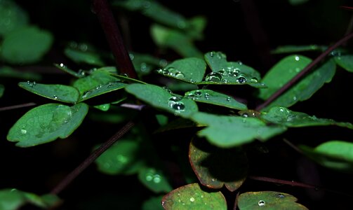 Surface tension raindrop beaded photo