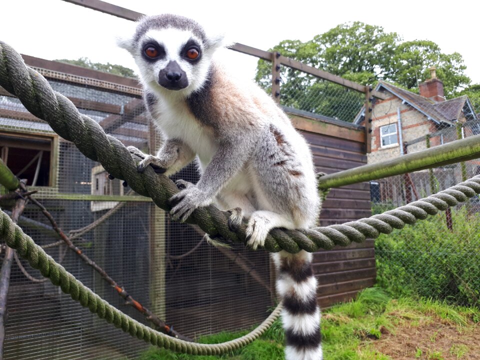 Ring-tailed lemur mammal zoo