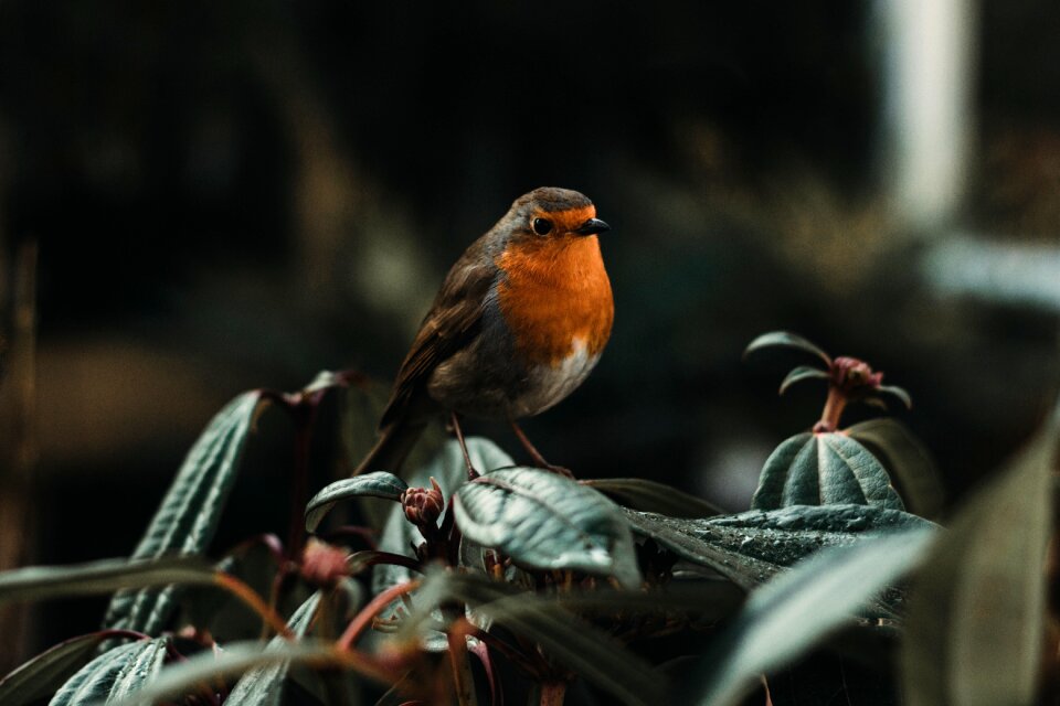 Beak feather animal