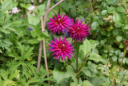 France blossom flower garden photo