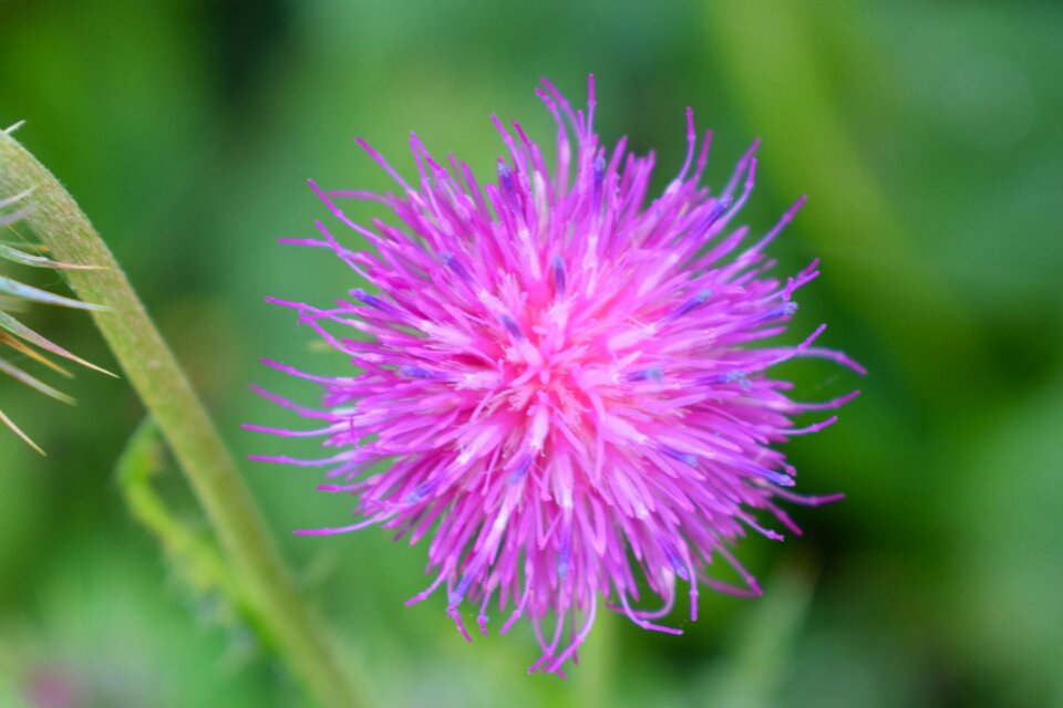 Purple flower wild