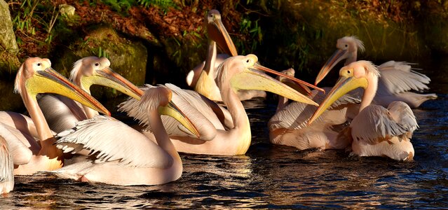 Birds animal plumage