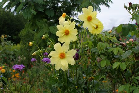 Flower garden green france
