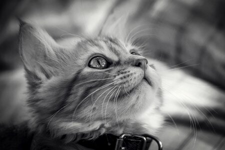 Portrait kitten gray cat photo