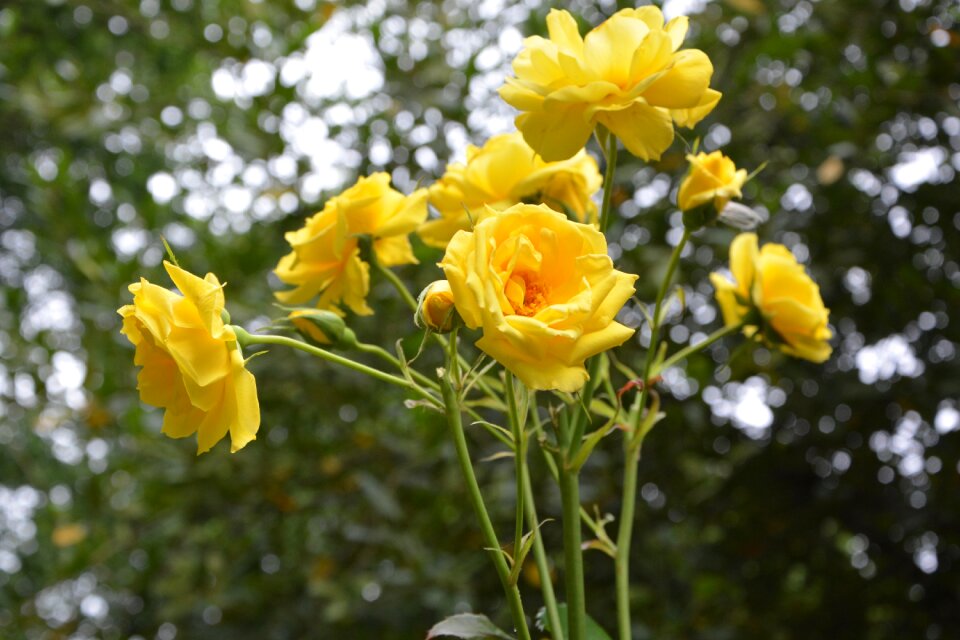 Nature climbing rose petals