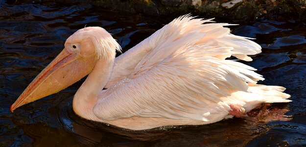 Birds animal plumage