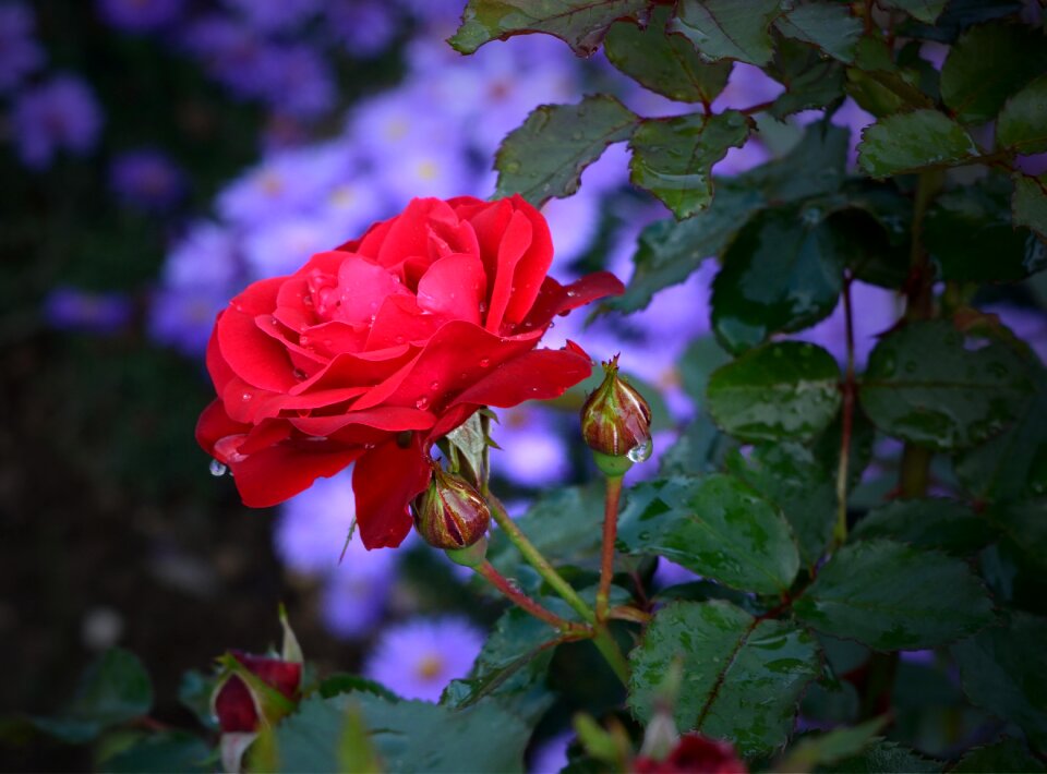 Bloom nature flora