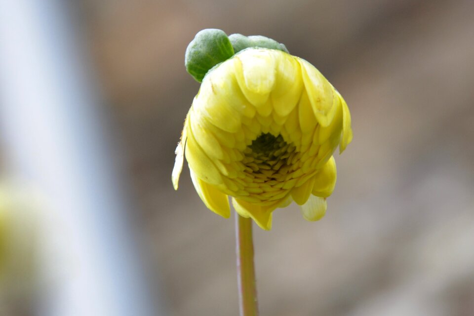 Plant flowering garden