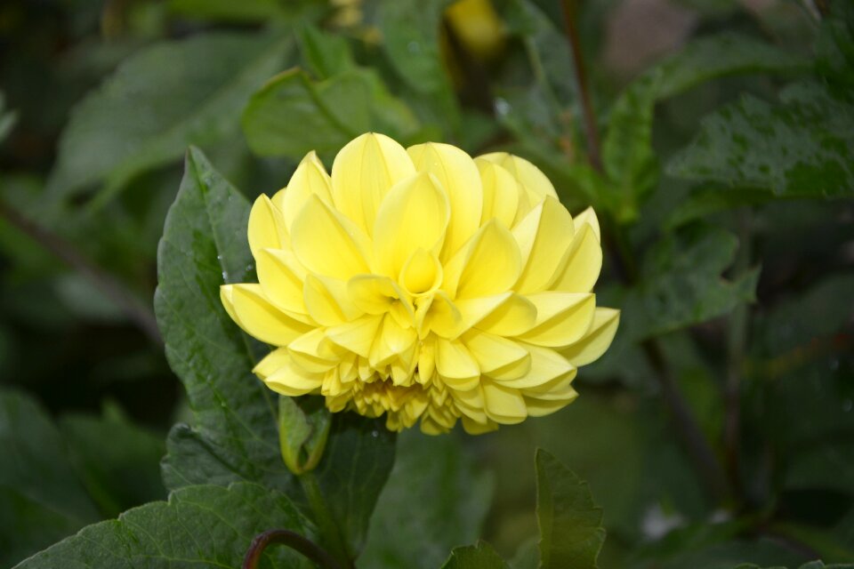 Plant yellow garden
