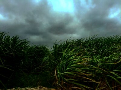 Sway wind sky photo