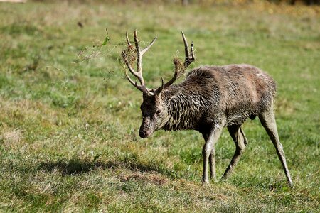 Wild nature mammal