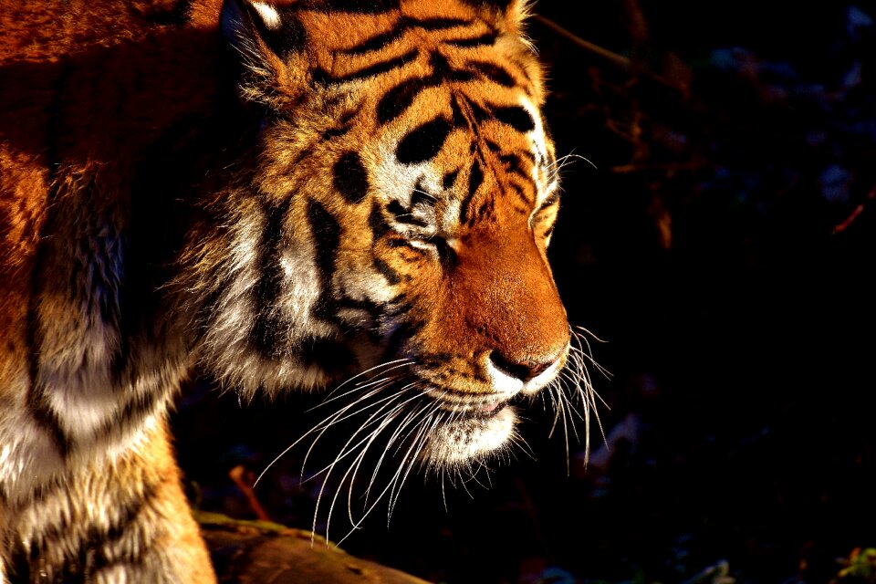 Beautiful dangerous big cat