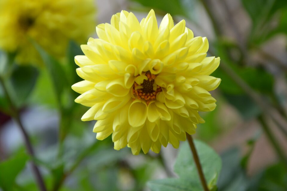 Nature yellow was summer