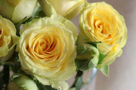 Bouquet plant blooming