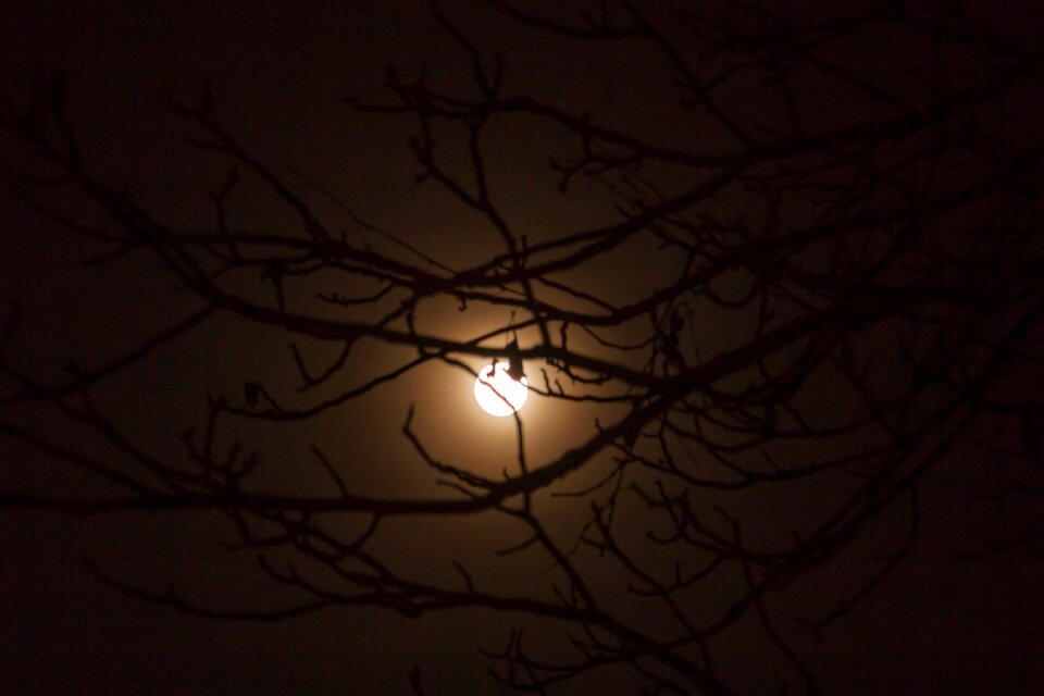 Light silhouette nature
