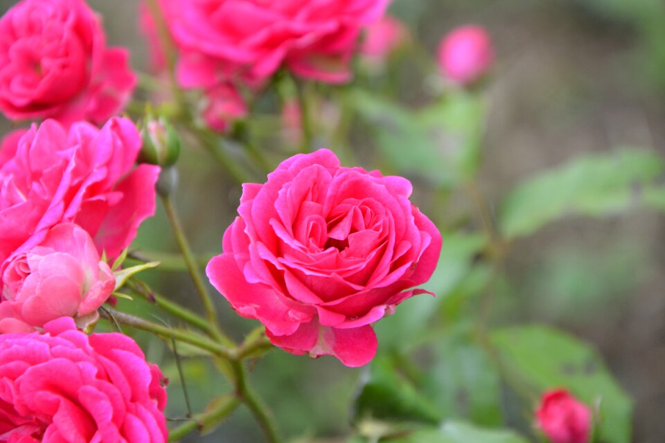 Flower nature climbing rose