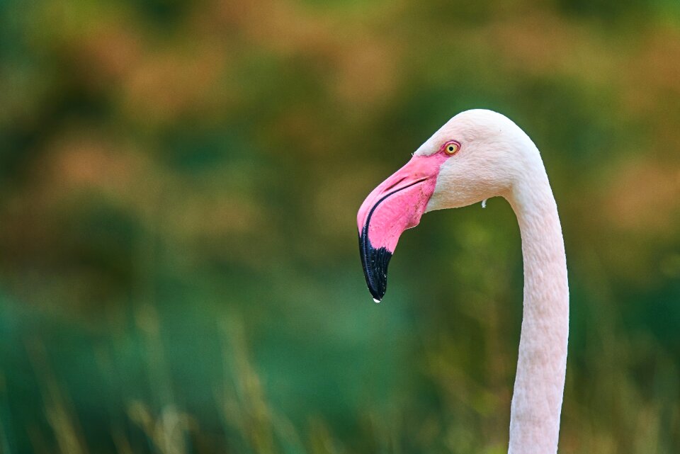 Plumage water bird nature