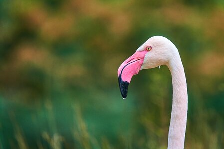 Plumage water bird nature