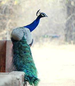 Feather animal wildlife
